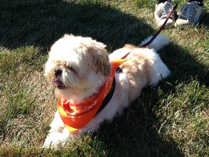 A small fluffy dog with white and tan fur, wearing an orange bandana and harness, lies on green grass.