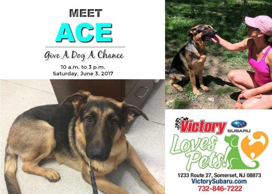 Flyer for a Meet Ace dog adoption event, showing two photos of Ace, a German Shepherd, and a Subaru dealership logo.