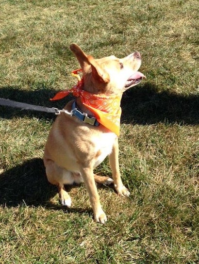 Light brown dog with an orange bandana and blue collar, sitting on green grass, looking up with tongue out.