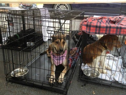 Two dogs in black wire crates: a brown and black dog with a pink bandana, and a brown and white dog on a white blanket.